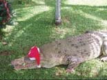 Santa the crocodile in Innisfail