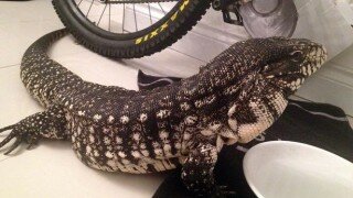 Lizard